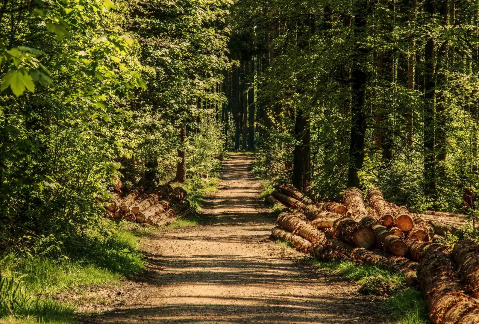 Un sentiero in una foresta matura, con i tronchi abbattuti accatastati a lato